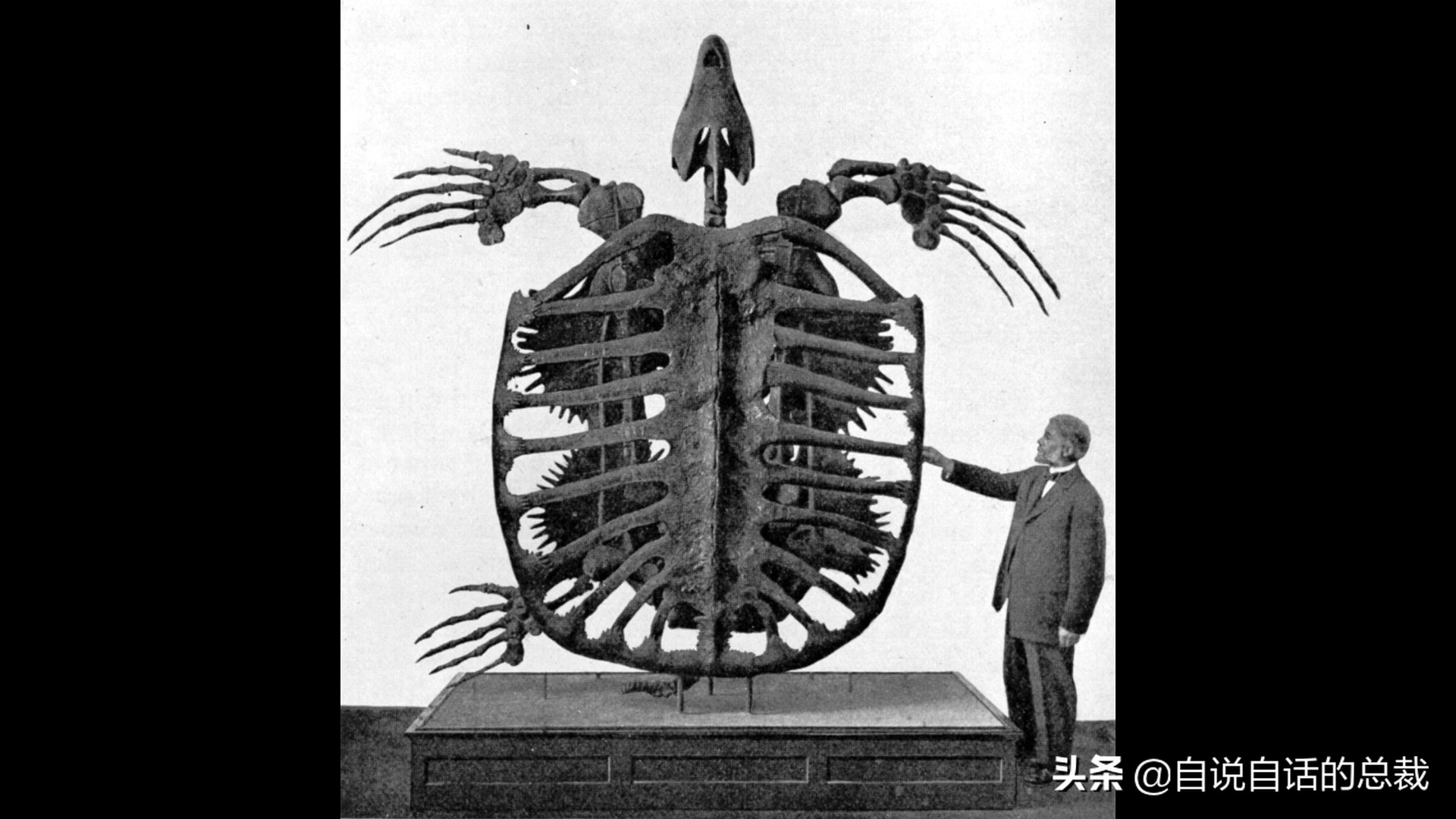5种比巨齿鲨还恐怖的海怪，背后隐藏着一个人类起源的故事