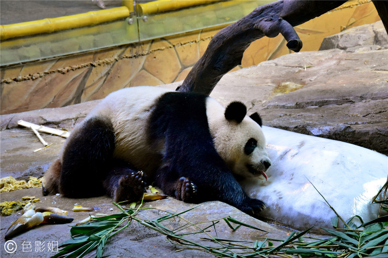 三天三夜欢乐长隆之旅（附攻略）
