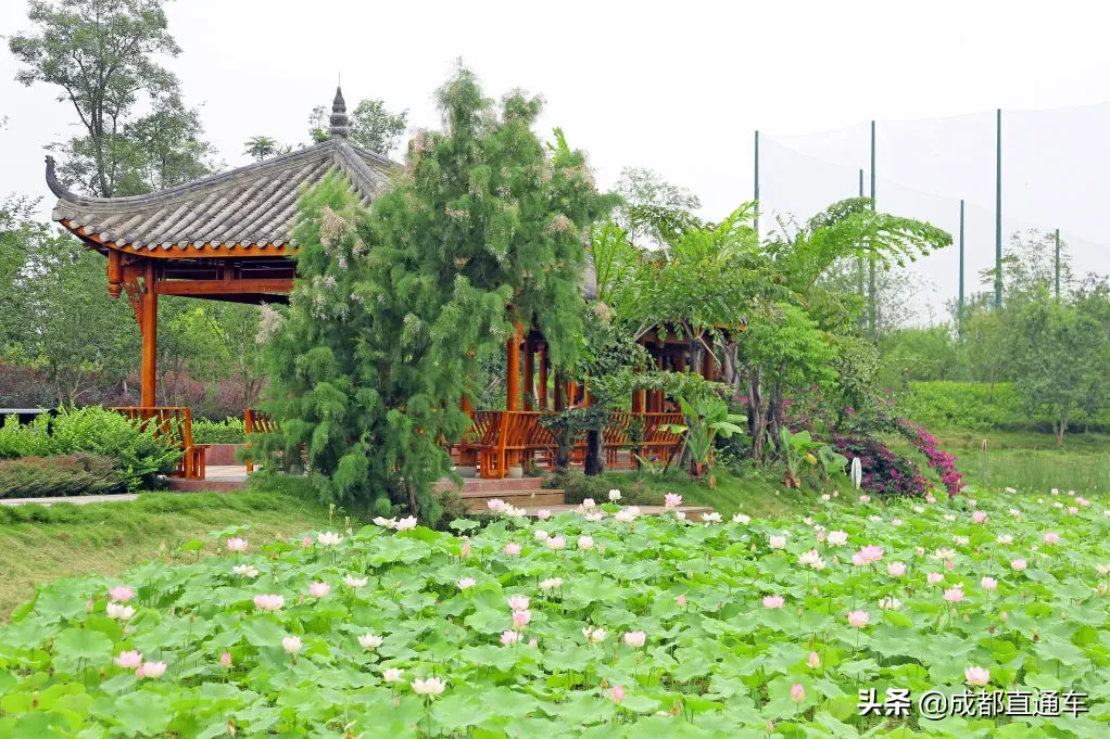 花开的季节·一起爱上文理