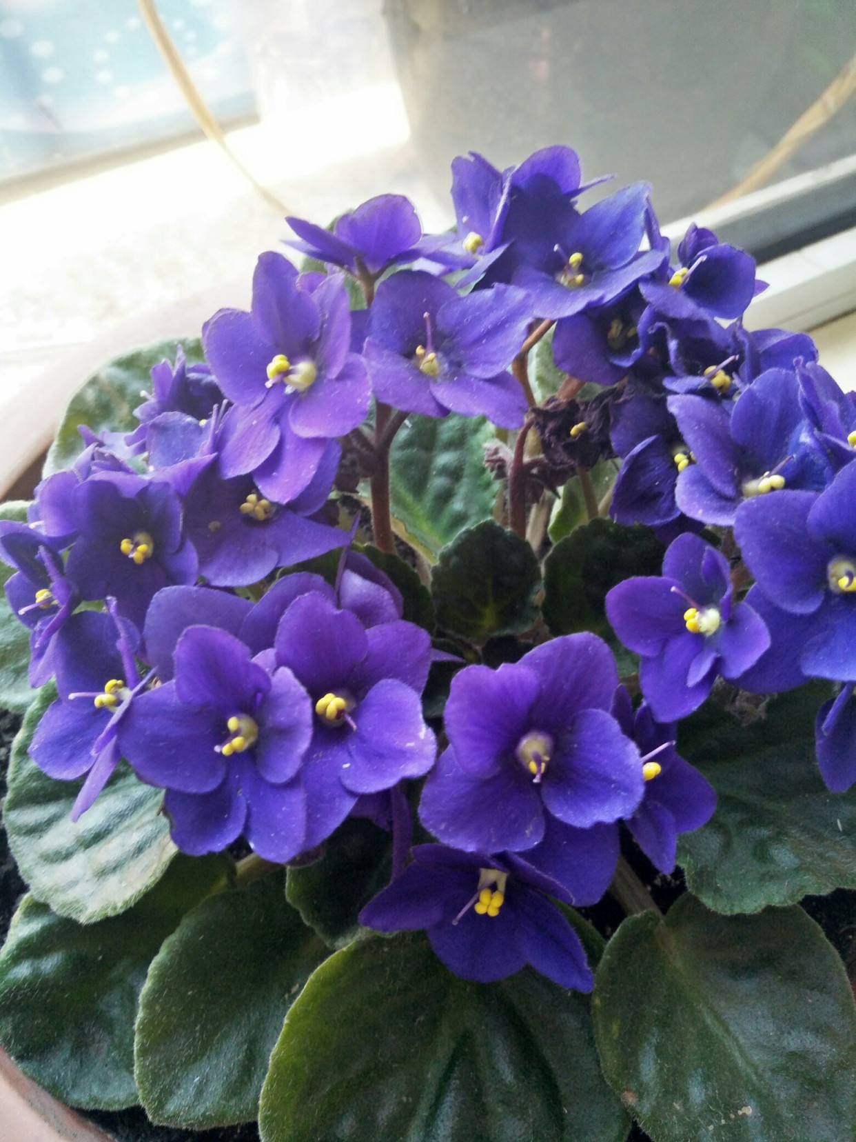 人养花，花亦滋养着人！100种室内盆栽花草图鉴，有您喜欢的吗？