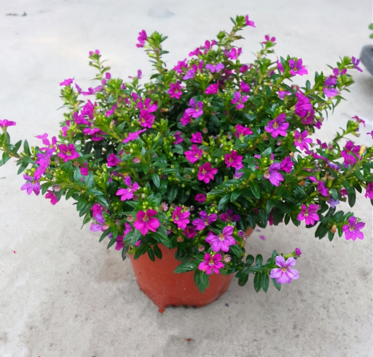 萼距花的养殖方法和注意事项(6种花尽情晒越晒越开花)