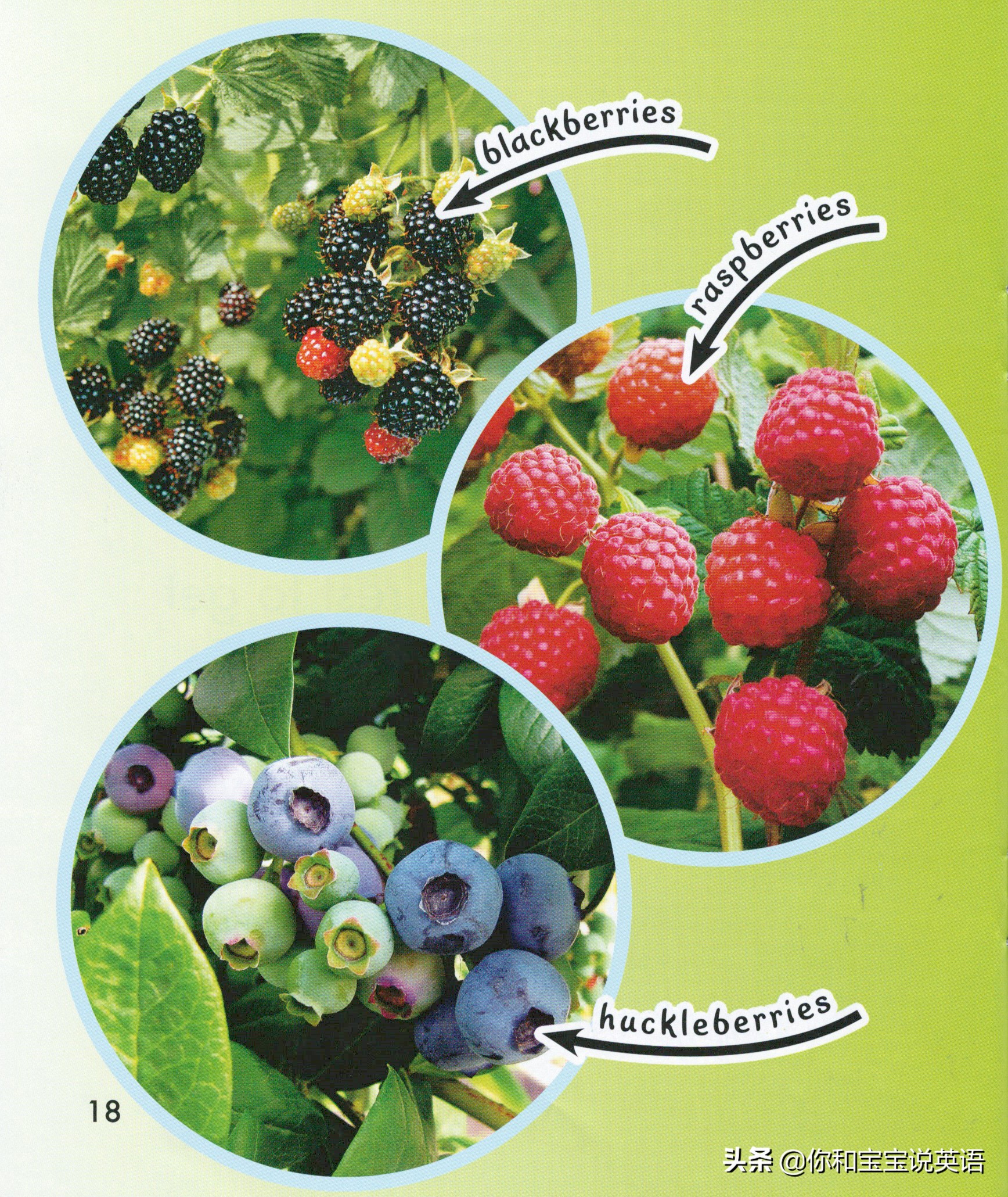 采摘亲子英文+科普—草莓蓝莓、萝卜白菜，谁长地上，谁长藤上？