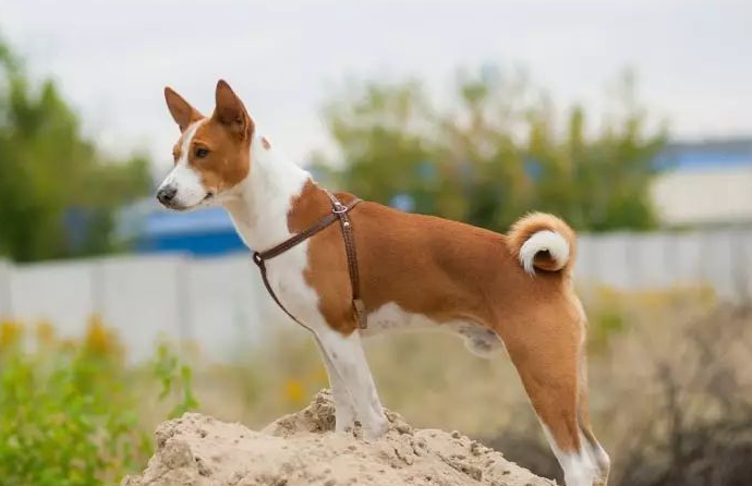 巴仙吉犬,巴仙吉犬的優(yōu)點和缺點