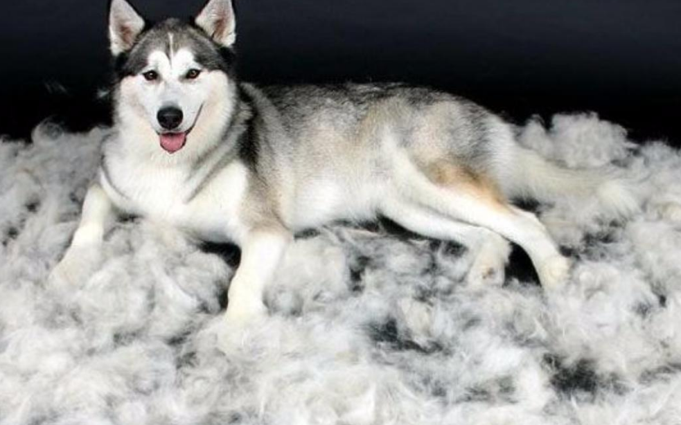 狗狗严重掉毛怎么办？解决宠物毛发脱落问题的有效方法