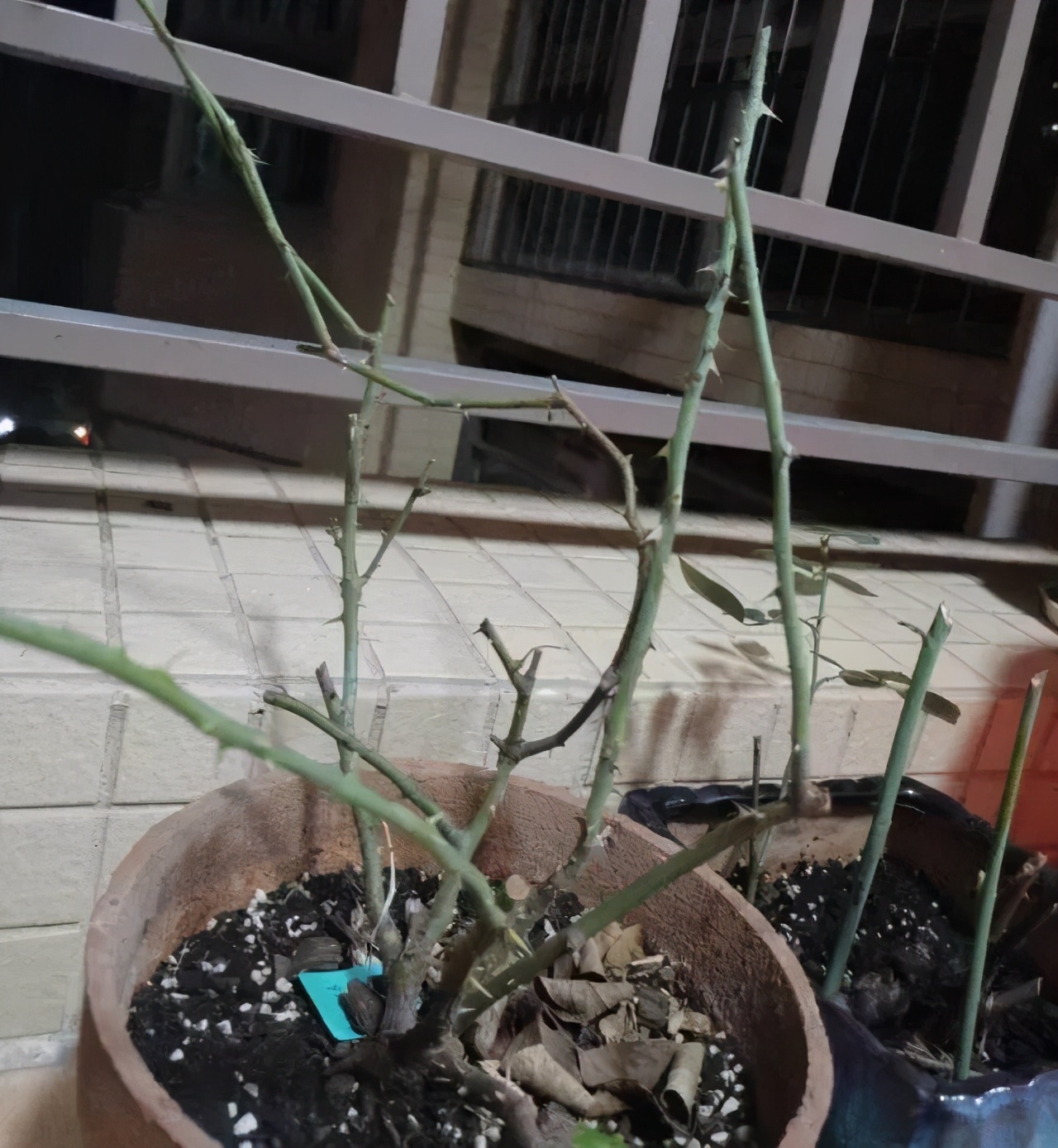 小木槿耐寒多少度(20种耐寒花负15度冻不死)