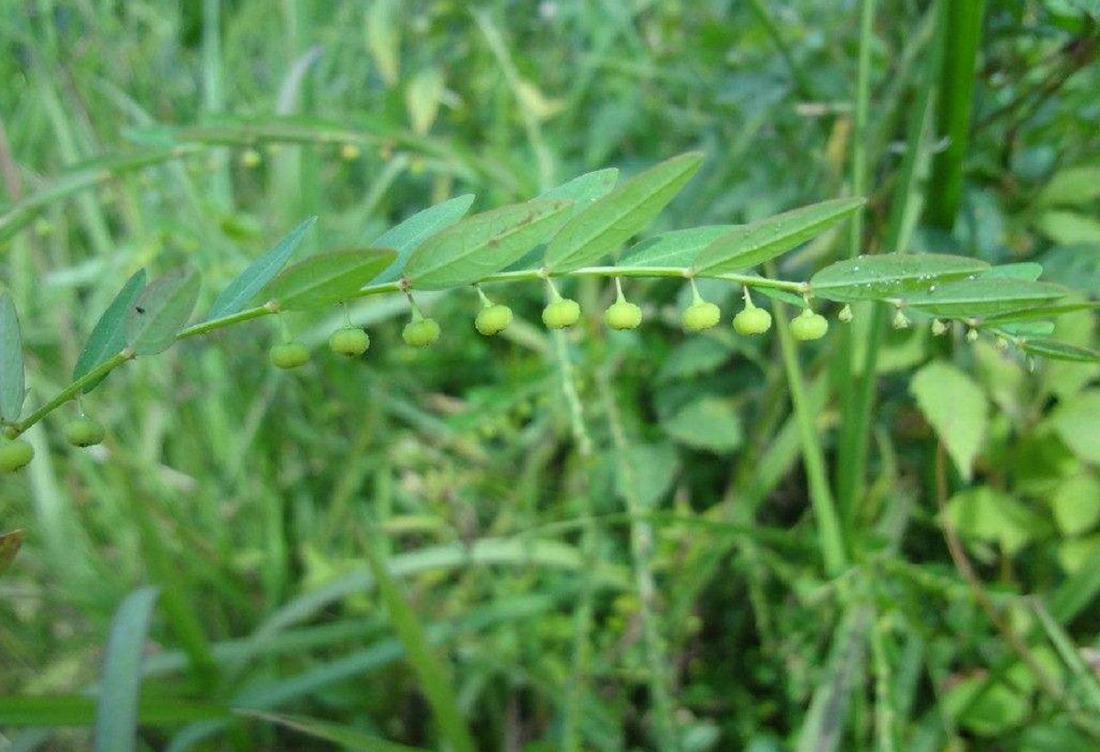 这种常见的野草名叫叶下珠,也叫阴阳草,晒干卖15块一斤