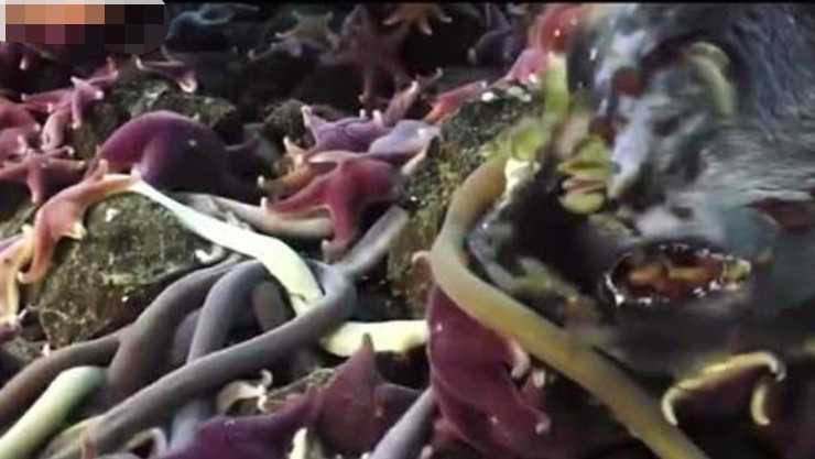 南极海底的巨虫，爱吃腐烂食物，身体柔软寿命极长