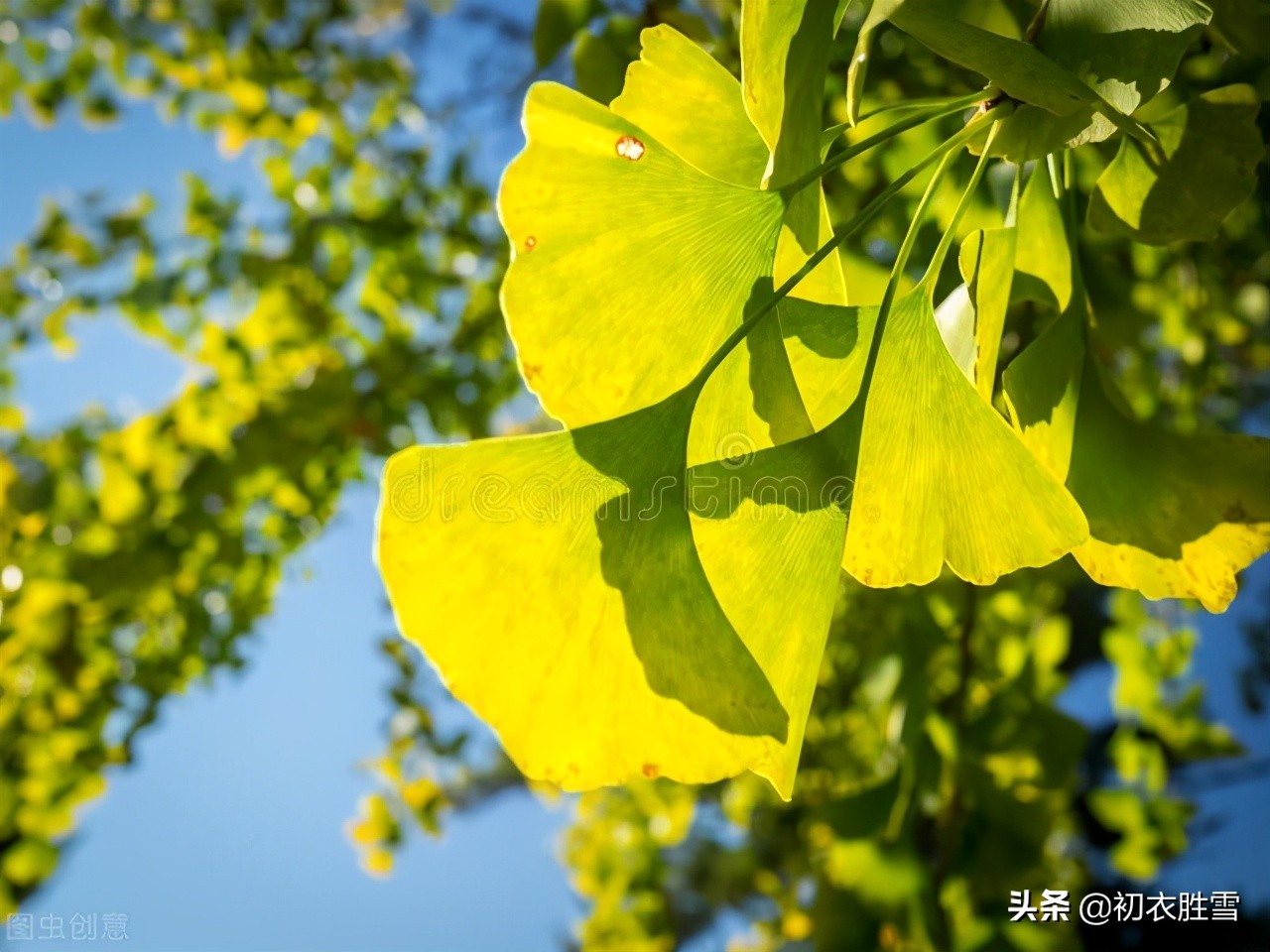 初秋秋凉美诗五首：夜来秋雨后，秋气飒然新