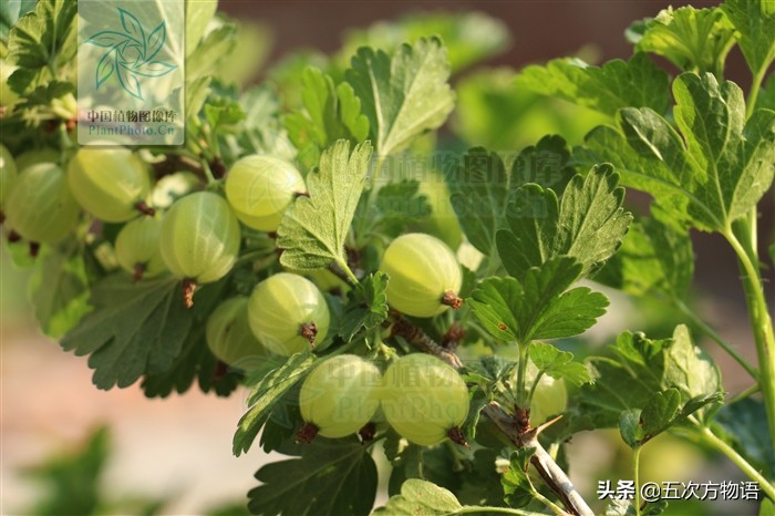 东北茶藨子灯笼果在很多人印象中,东北乃是高纬度苦寒之地,植被的