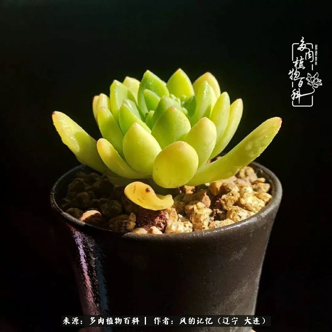 与多肉同行 岁月清浅 有你就好 天天看点