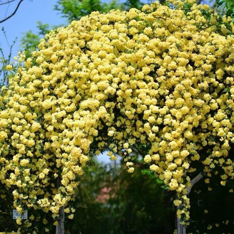 我国十大香花，家里养一盆，繁花满枝，满室生香