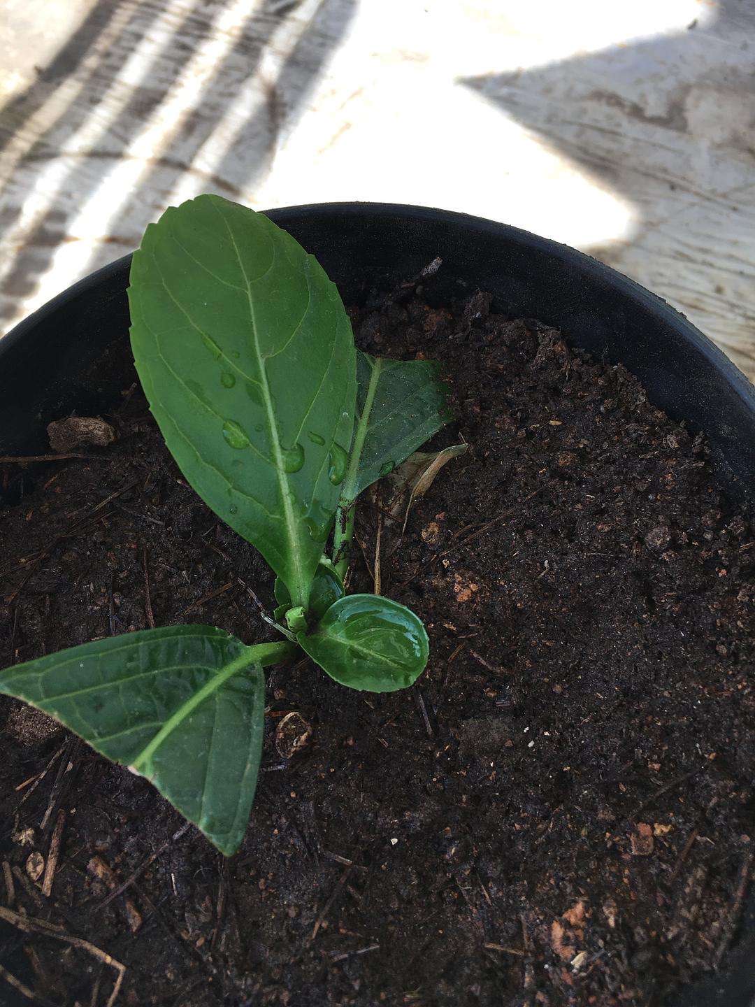 扦插绣球花，懂得3个要领，想要多少有多少，去年扦插今年开花