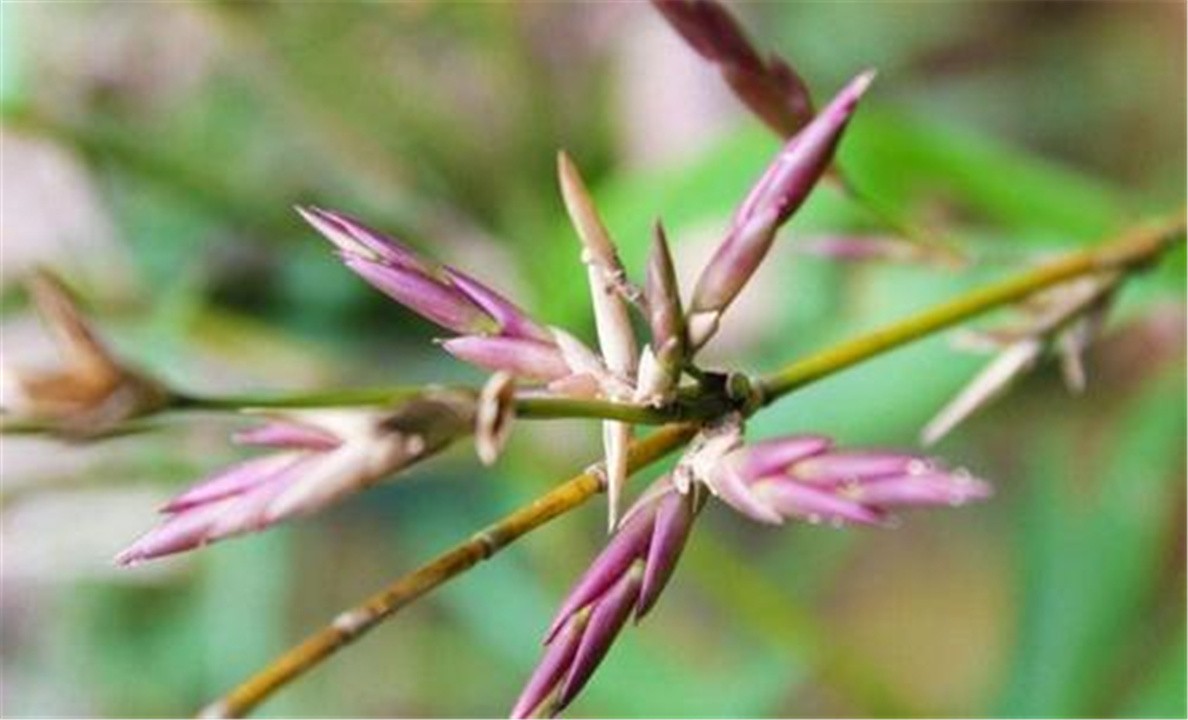 "竹子开花,马上搬家",竹子开花真的预示有"大灾"要发生吗?