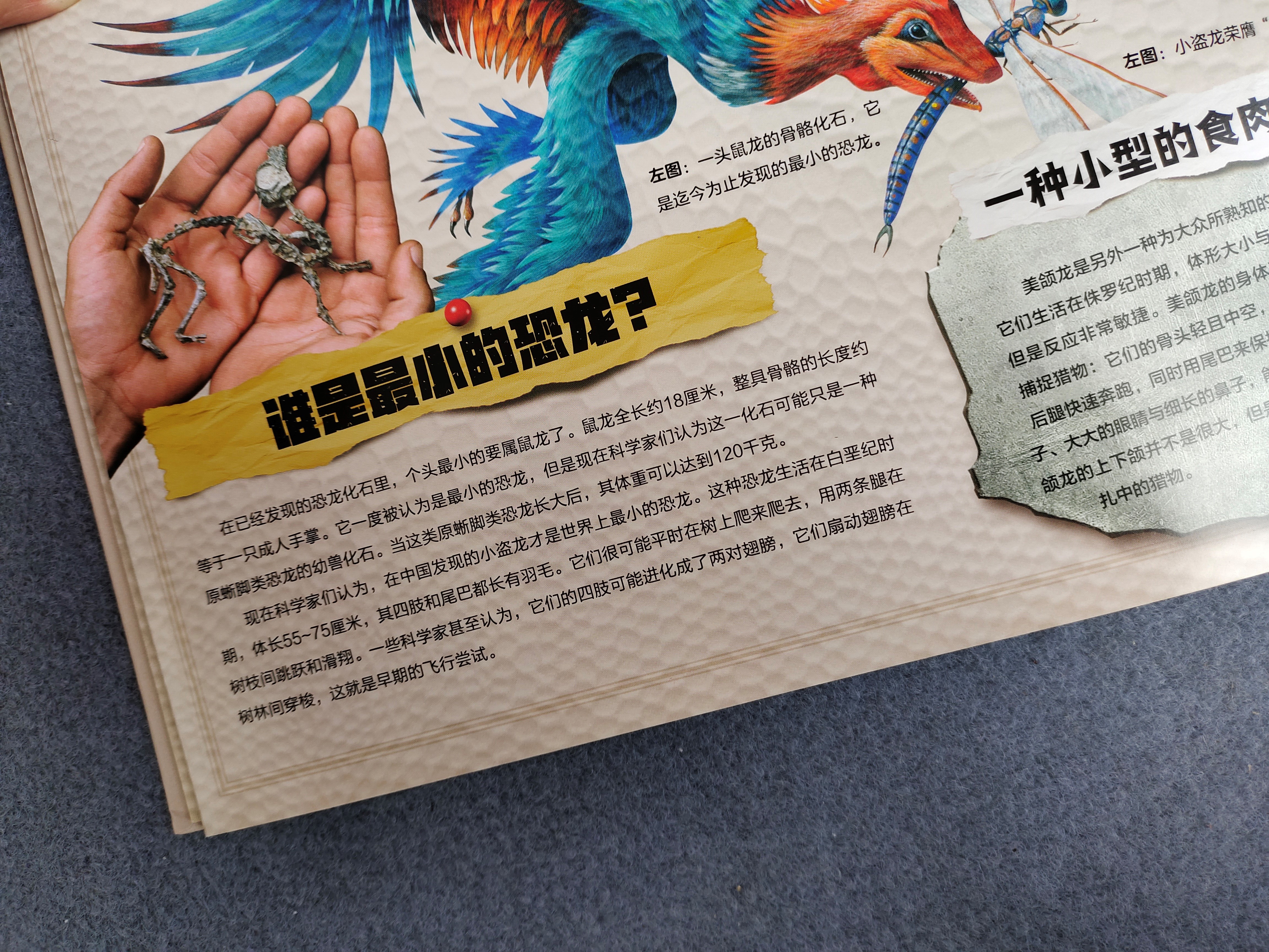 《中国恐龙博物馆》：如果孩子喜欢恐龙，别错过这本中国恐龙图鉴