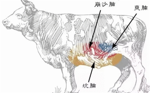 牛腱子是牛的哪个部位（牛肉各部位的特点以及烹饪手法）