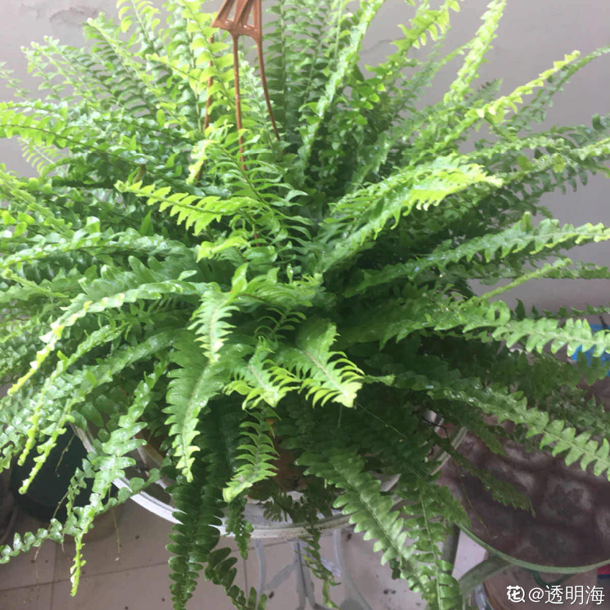 植物名称大全（80种常见植物图解，出门识花不求人）