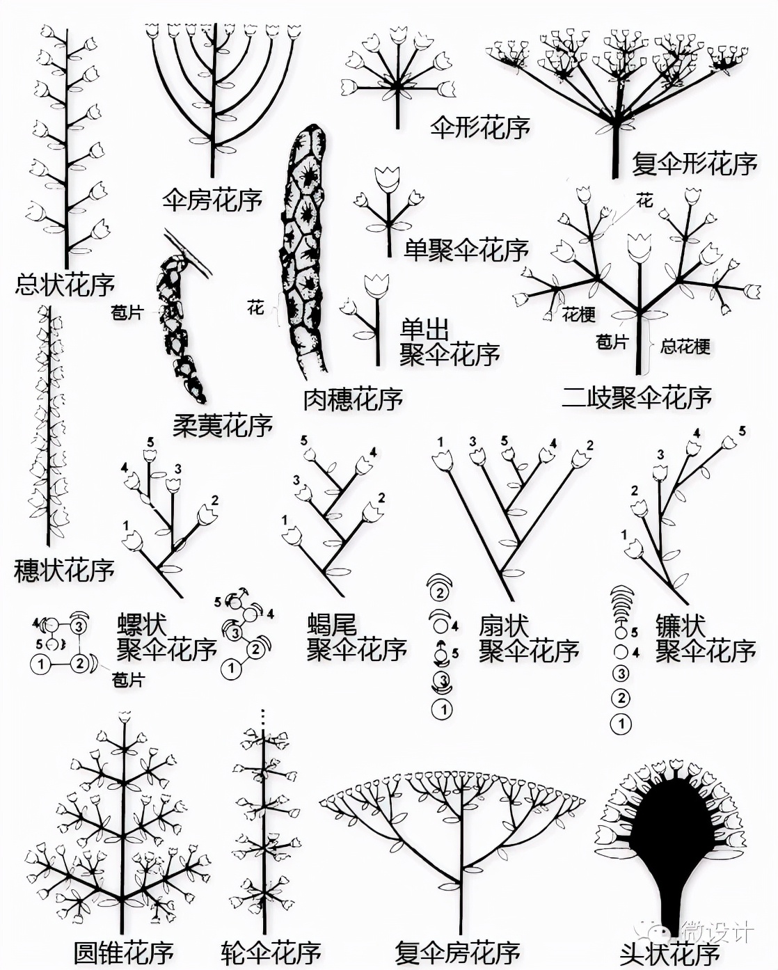 花的基本结构简图（教科书般的植物形态图解）