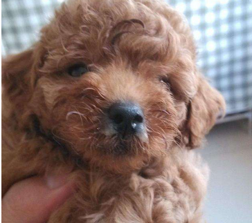 初期犬瘟爪子肉垫图片(买泰迪犬) - 赤虎壹号