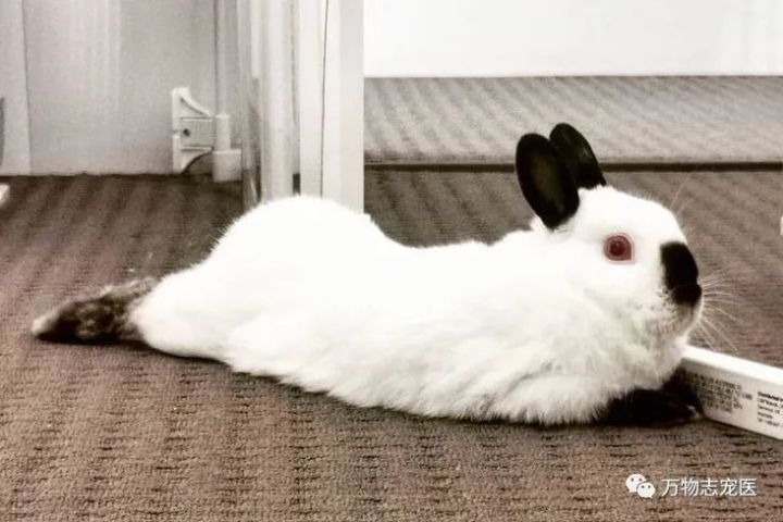 兔子不止有白色，快来看看有没有你喜欢的