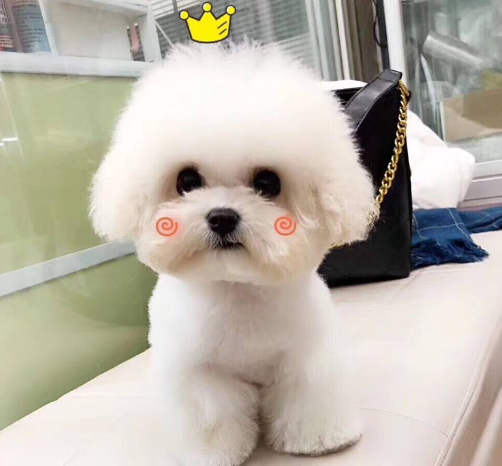 不知道怎么选比熊幼犬狗粮(比熊幼犬吃什么牌子的狗粮好) - 114货源网