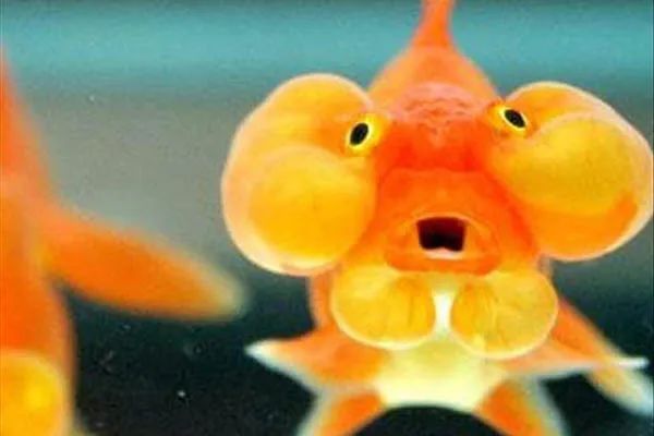 金鱼百览
