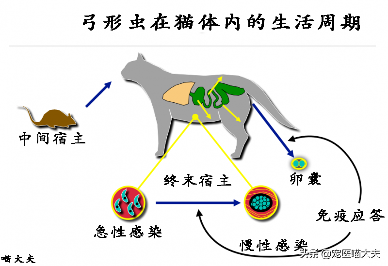 宠物健康：如何诊断、治疗猫弓形虫病？