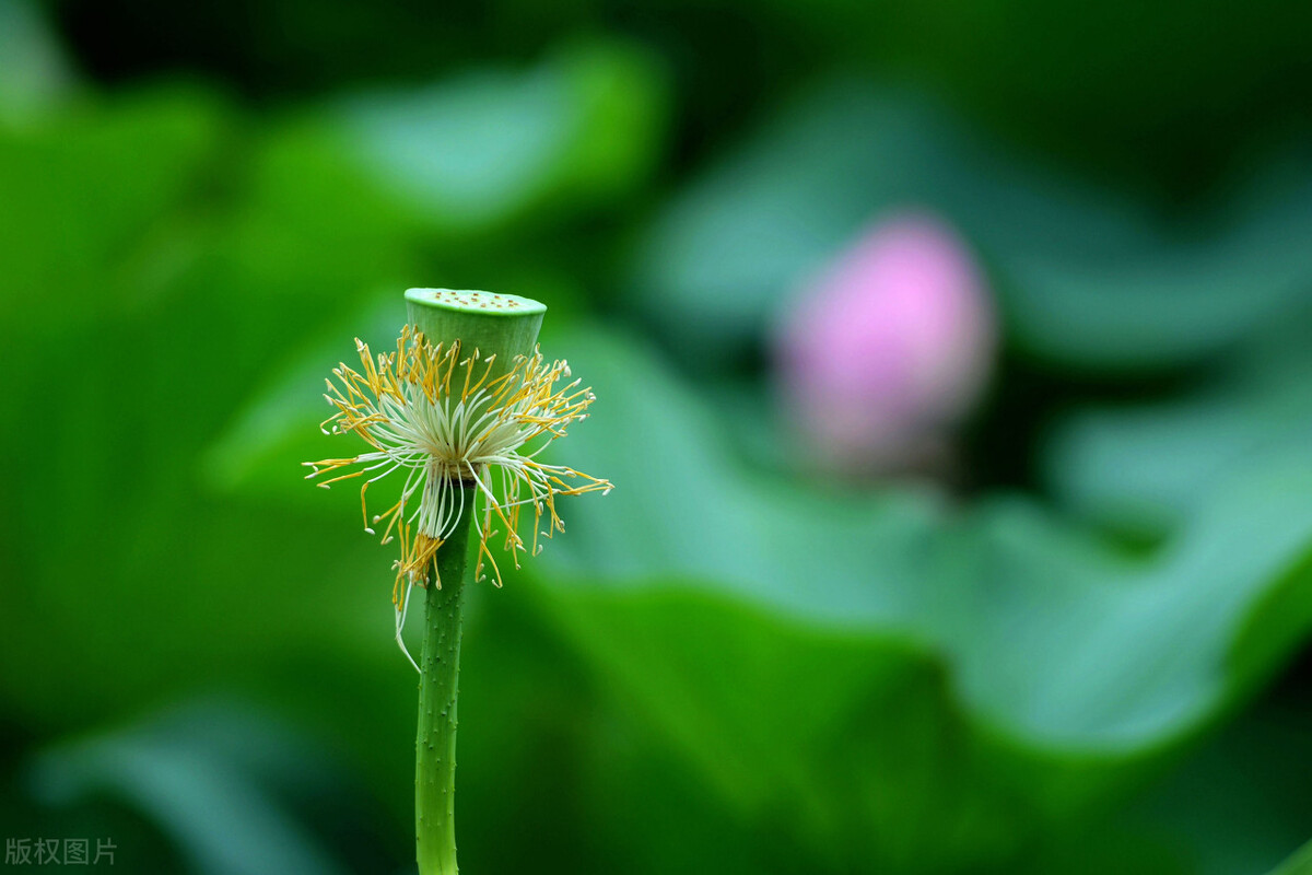 时光未央，静候流年，提笔万水千山，落纸红尘万卷