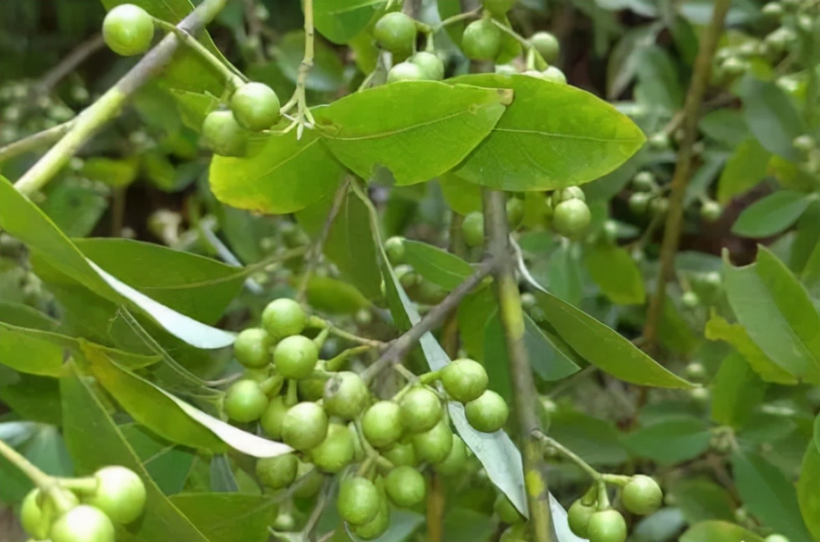 木姜子:自带胡椒味,山区常烂一地,城里1斤38元,遇到请拿袋装