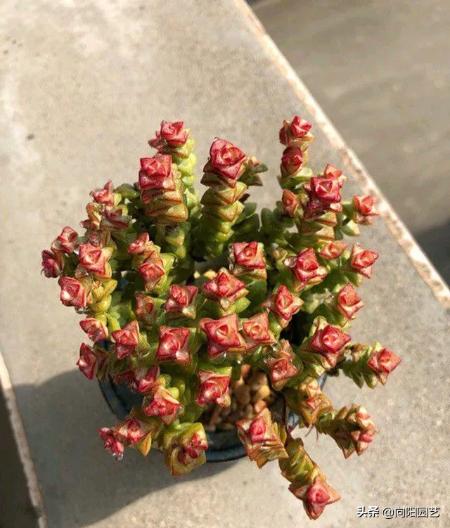 多肉植物小米星 掌握五点小技巧 多晒太阳少浇水 照样长爆盆 芝麻匠科技