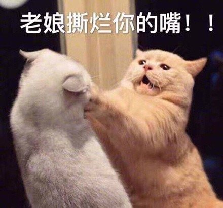 猫咪表情包：我要一个亲亲