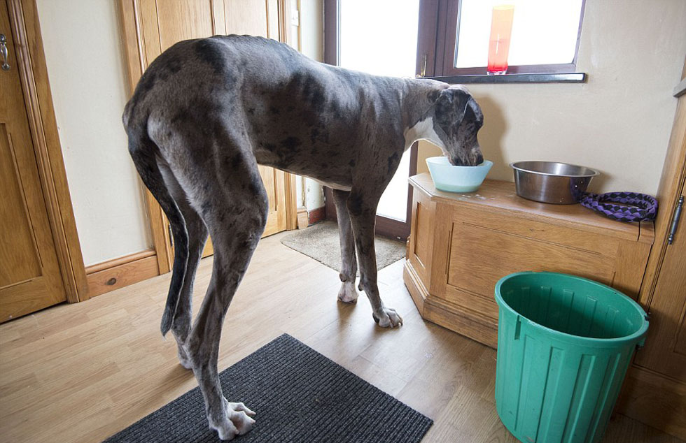世界猛犬排行榜，膽子不肥不要養