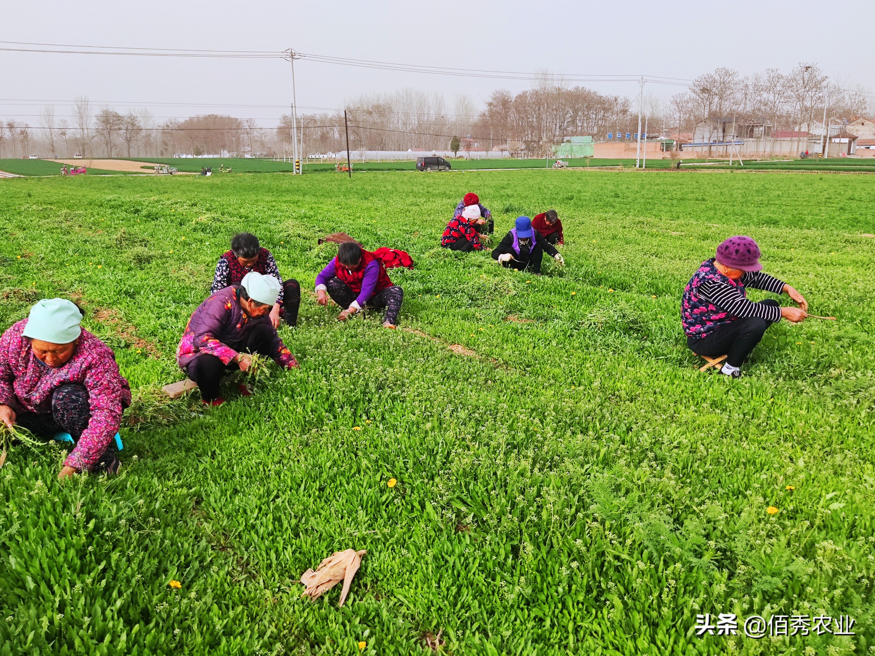 旁观者迷：种植大户不挣钱，为啥去农村承包土地的人那么多？