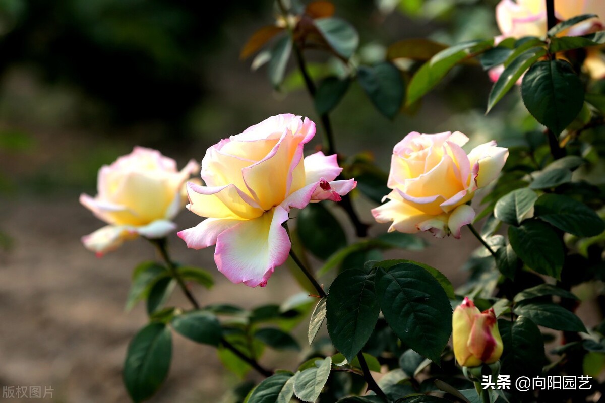 月季花怎么剪？重剪还是轻剪？学学修剪方法，夏季开花更多