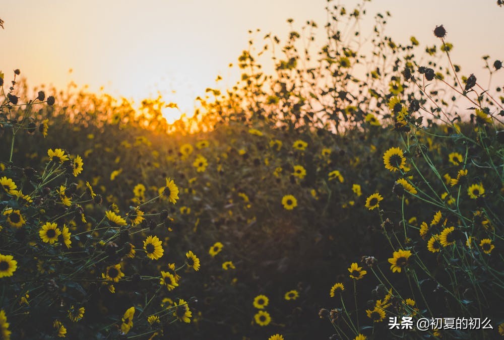 伤感的句子 | 你走之后，我得了一场大病，疼得我痛不欲生