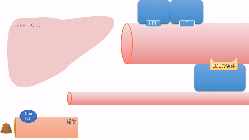 胆固醇偏低可能由遗传、饮食、药物或疾病引起，需检查具体原因并适当调整生活方式。