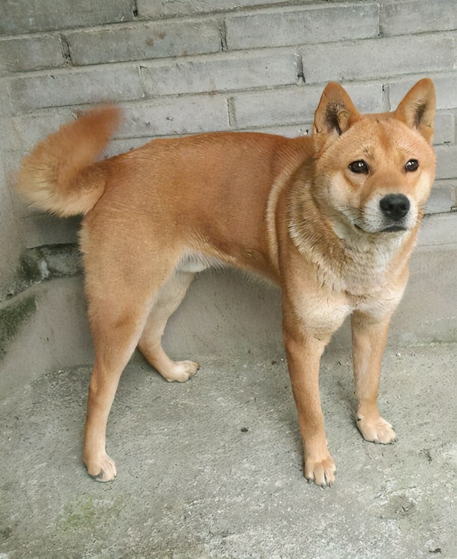 把土狗养成高级犬是怎样的体验?网友:不知道,但很开心