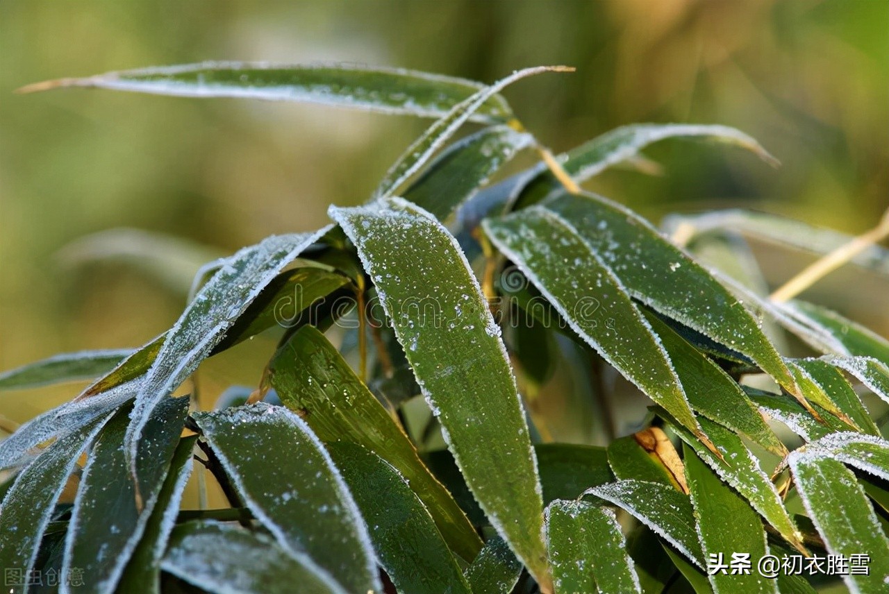 秋竹美诗七首欣赏：有节秋竹竿，苍苍劲节奇