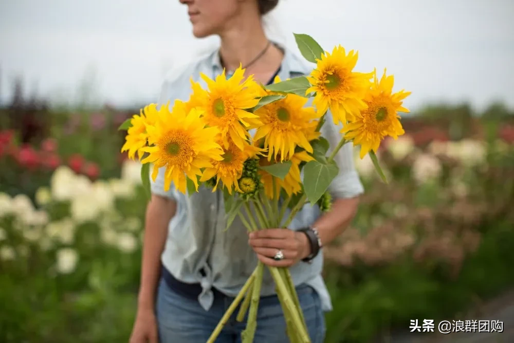 向日葵象征什么意义（夏季花园最佳代言人）