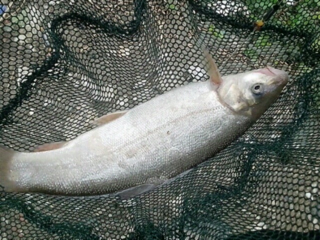 它腹部有裂痕,以石漿為食,見過的人不多,淺談名貴冷水魚-雅魚