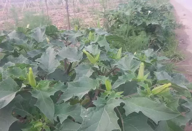 明年农村种植,这几种作物,收入稳定