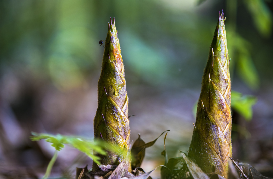 人间有味是清欢,山野竹笋试秋盘