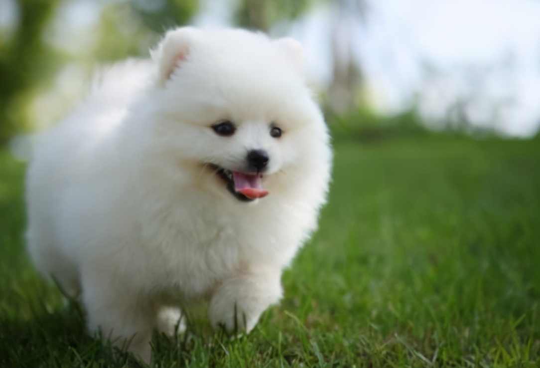 七个月博美狗怎么养新手必看专业回答