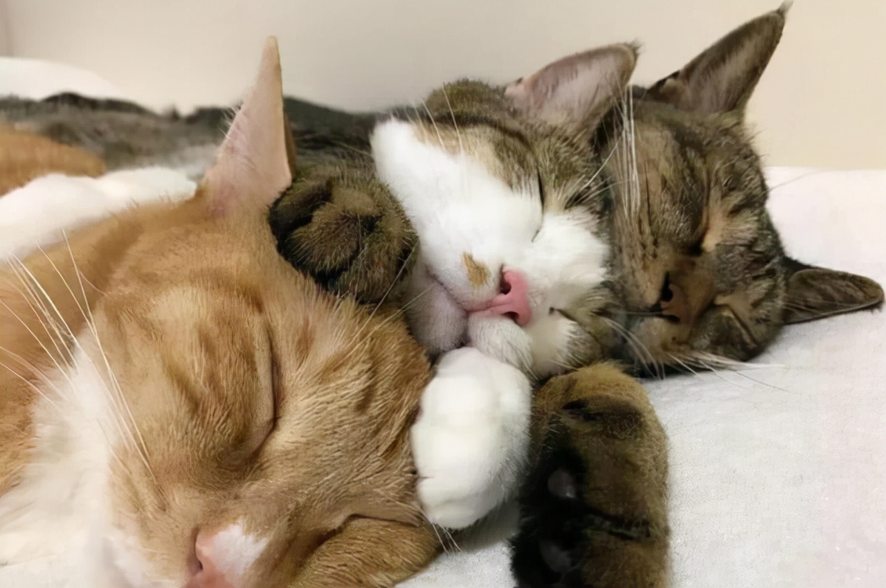 猫咪流眼泪是怎么回事?分4种情况去解决