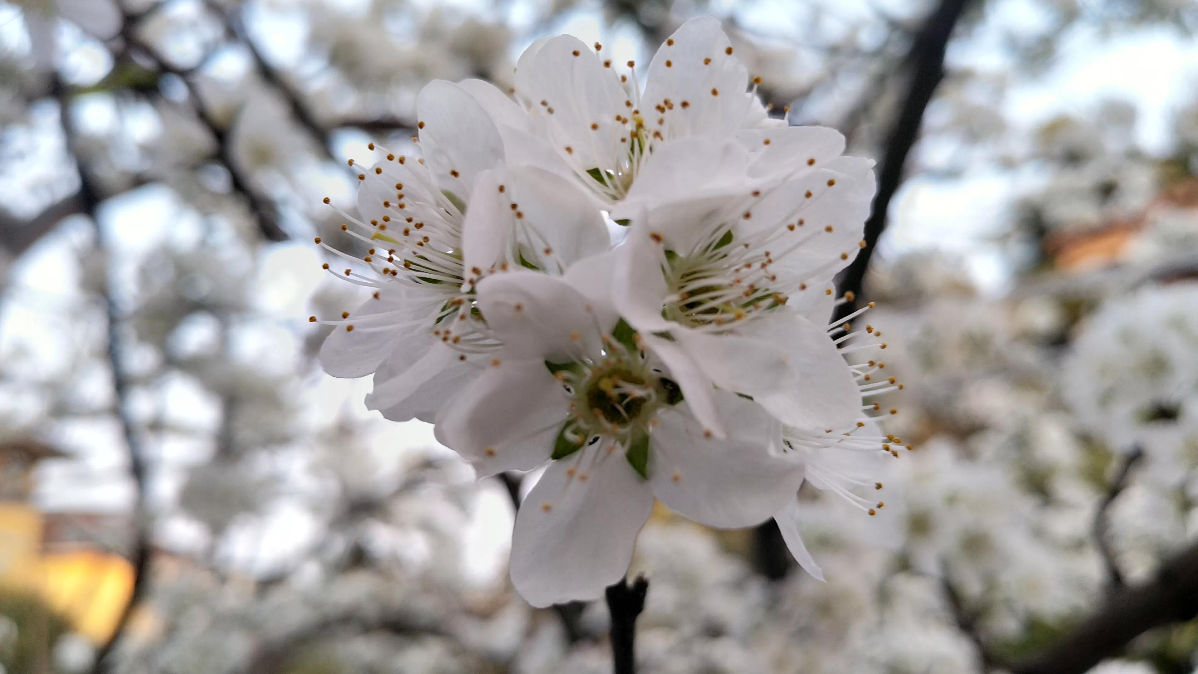 李树开花一树白，银装素裹如堆雪