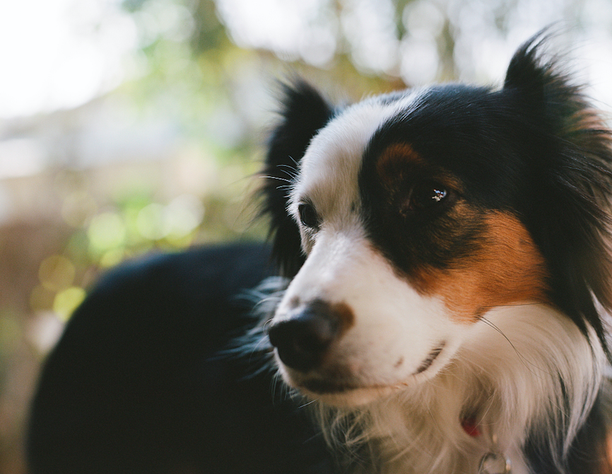 没有养过mini澳牧的人,看不懂7000美金的寻狗启事