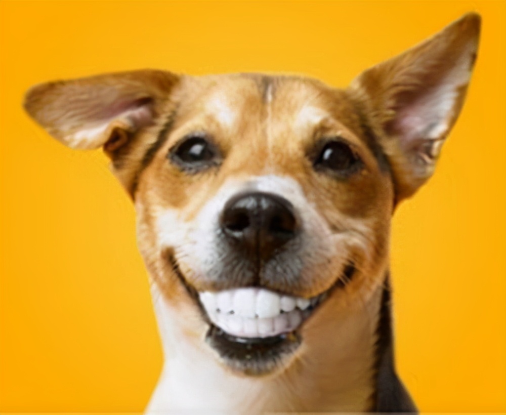 养宠知识：四个关于狗狗的牙齿信息