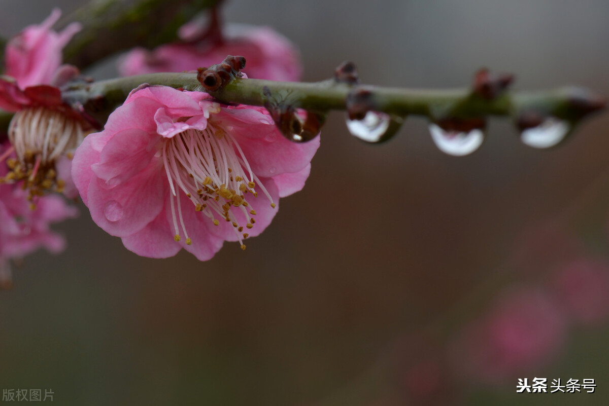 史上最全组合飞花令：季节＋天气（一）春＋天气