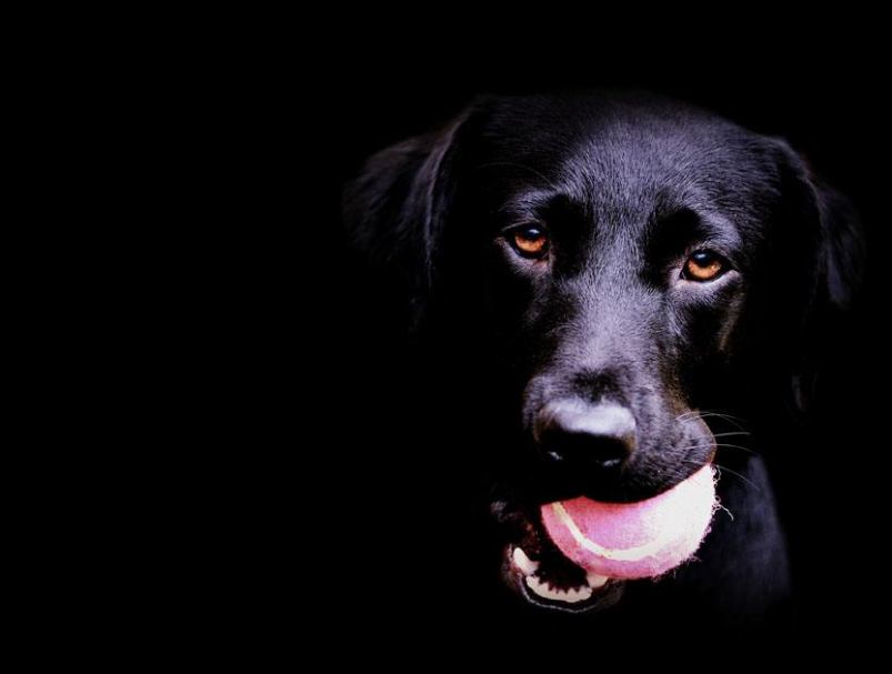 养“黑狗”不吉利吗。谁都不知道这五个优点。