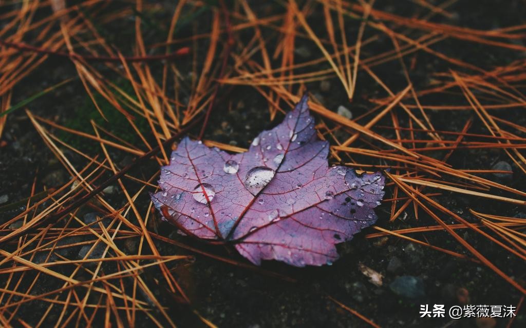 重阳节的秋雨唯美句子，一场秋雨一场寒