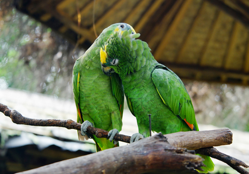 三天三夜欢乐长隆之旅（附攻略）